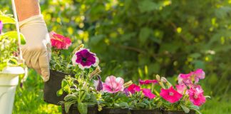 6 секретных приёмов для идеальной рассады петуний - Цветы многолетние 6 секретных приёмов для идеальной рассады петуний