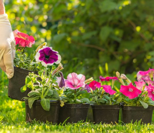 6 секретных приёмов для идеальной рассады петуний