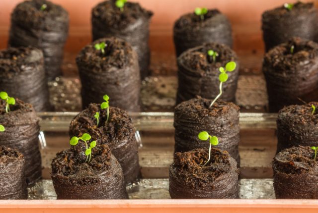 Торфяные таблетки — идеальный вариант для дорогих гибридов, когда каждое семечко на счету. В них проще контролировать влажность, и нет риска, что «черная ножка» скосит сразу весь общий лоток. Главное — не забывать подливать воду в поддон, таблетки сохнут быстро.