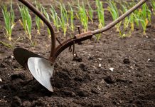 7 главных мифов о почве, из-за которых вы потеряете урожай 7 главных мифов о почве, из-за которых вы потеряете урожай