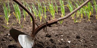 7 главных мифов о почве, из-за которых вы потеряете урожай - Лучшее 7 главных мифов о почве, из-за которых вы потеряете урожай