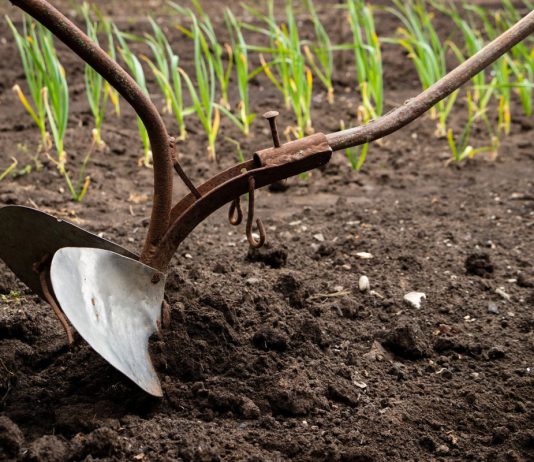 7 главных мифов о почве, из-за которых вы потеряете урожай - Сад и огород 7 главных мифов о почве, из-за которых вы потеряете урожай