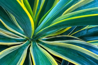 Сансевиерия «Лауренти» (Sansevieria trifasciata 'Laurentii')