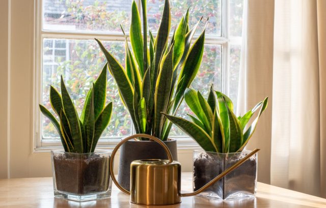 Классическая сансевиерия трёхполосная и её сортовые формы — тот самый «щучий хвост», знакомый всем. Высокие плотные листья, растущие строго вверх, делают растение архитектурным элементом, который зонирует пространство без перегородок.