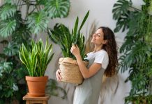 7 видов сансевиерий — от привычного «щучьего хвоста» к многообразию