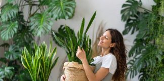 7 видов сансевиерий — от привычного «щучьего хвоста» к многообразию