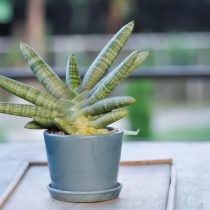 Сансевиерия жирянковая (Sansevieria pinguicula)