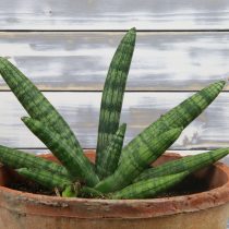 Сансевиерия Френсиса (Sansevieria francisii)