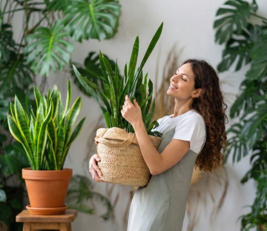 7 видов сансевиерий — от привычного «щучьего хвоста» к многообразию