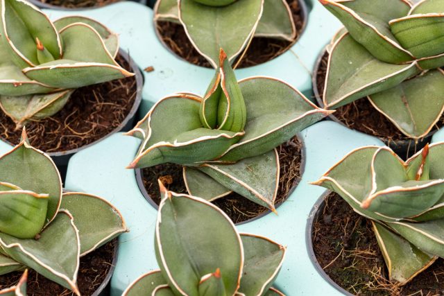 Сансевиерия Эренберга (Sansevieria ehrenbergii)