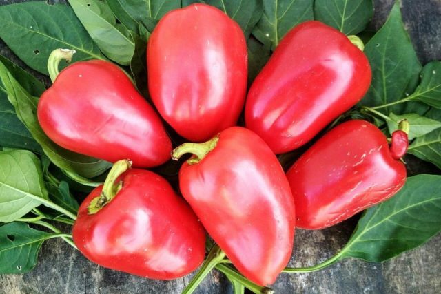 Винни-Пух: Компактный ранний сорт с конусовидными плодами 5 мм. Идеален для холодных регионов, легко фаршируется, быстро готовится, не капризничает при перепадах погоды и помещается в любую кастрюлю без проблем. Сладкий перец Винни-Пух