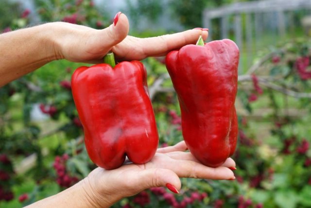 Подарок Молдовы: Универсальный среднеранний сорт с конусовидными плодами 5–6 мм. Устойчив к перепадам температуры, сохраняет форму после тушения, подходит для заготовок и свежего употребления, растёт в любых условиях. Сладкий перец Подарок Молдовы