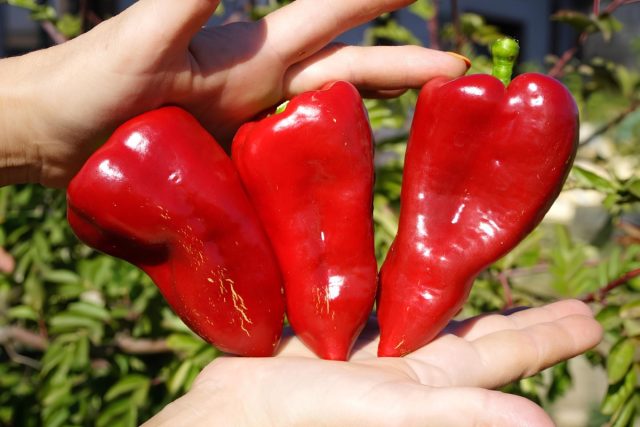 Ласточка: Среднеранний конусовидный перец 5–7 мм, ровный и одинаковый, что удобно для массового фарширования и заморозки. Плоды легко чистятся, хорошо завязываются даже в нестабильную погоду, не разваливаются при готовке. Сладкий перец Ласточка