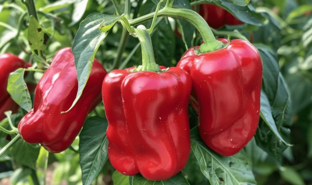 Агаповский: Ранний призмовидный перец 5–6 мм, надёжный и стабильный. Даёт урожай волнами, легко растёт в теплице и открытом грунте, подходит для тех, кто ценит предсказуемость и не хочет перерабатывать весь урожай за один день. Сладкий перец Агаповский