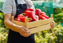 8 лучших сортов сладкого перца для фарширования 8 лучших сортов сладкого перца для фарширования