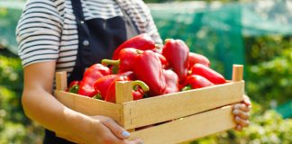 8 лучших сортов сладкого перца для фарширования - Лучшее 8 лучших сортов сладкого перца для фарширования