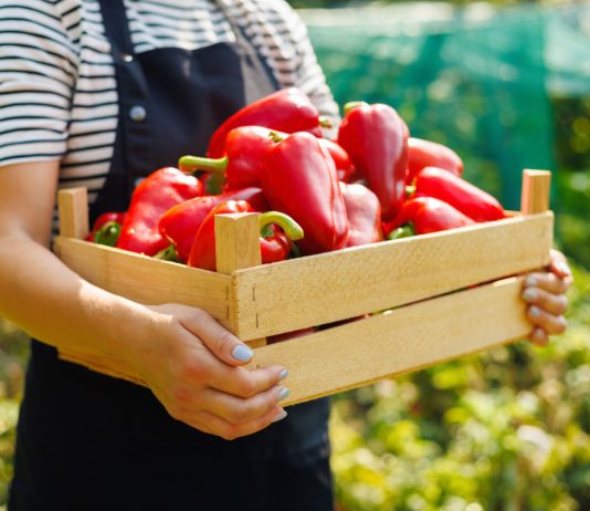 8 лучших сортов сладкого перца для фарширования