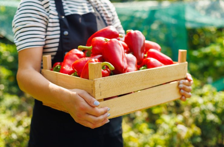 8 лучших сортов сладкого перца для фарширования