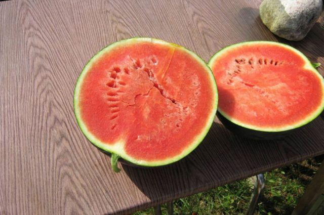 Сахарный малыш. Ранний, компактные плоды до 3 кг, ярко-красная очень сладкая мякоть. Успевает вызреть в открытом грунте. Сахарный малыш. Ранний, компактные плоды до 3 кг, ярко-красная очень сладкая мякоть. Успевает вызреть в открытом грунте.