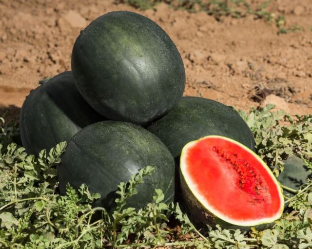 Огонёк. Скороспелый сорт с тёмной кожурой и сочной сладкой мякотью. Подходит для открытого грунта и теплиц. Огонёк. Скороспелый сорт с тёмной кожурой и сочной сладкой мякотью. Подходит для открытого грунта и теплиц.