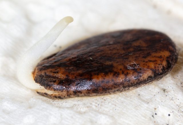 Проращивание — важный этап. После замачивания в марганцовке и теплой воде, семена держат во влажной ткани. Как только появляется белый корешок, семечко готово к посадке в грунт, что значительно ускоряет всходы. Проращивание — важный этап. После замачивания в марганцовке и теплой воде, семена держат во влажной ткани. Как только появляется белый корешок, семечко готово к посадке в грунт, что значительно ускоряет всходы.