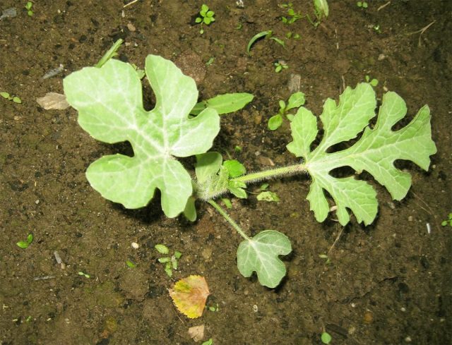 Лето выдалось прохладным, поэтому поливала я редко. Но в июне из-за холодных ночей пришлось повозиться: каждый вечер я накидывала на дуги пленку, а утром снимала. Так я спасала теплолюбивые посадки от низких температур. Лето выдалось прохладным, поэтому поливала я редко. Но в июне из-за холодных ночей пришлось повозиться: каждый вечер я накидывала на дуги пленку, а утром снимала. Так я спасала теплолюбивые посадки от низких температур.