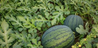 Арбузы созрели к сентябрю. Они полностью вызрели, но остались мелкими. Самым вкусным оказался Сахарный малыш, а Огонёк расстроил. Часть урожая, увы, погрызли мыши. Плоды съедобные, но до настоящей южной сладости им все же далеко.