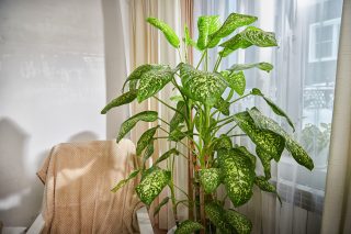 Диффенбахия привлекает внимание крупными мягкими листьями с яркой центральной прожилкой и контрастной пестротой. Со временем растение формирует выраженный стебель, приобретая эффектный тропический облик.