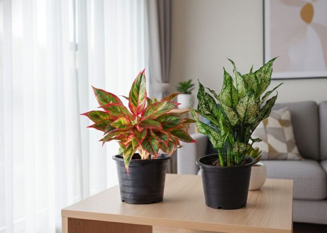 Аглаонемы (слева) и диффенбахии (справа) легко различить по характеру листвы. У диффенбахии листья крупные, мягкие, с выраженной центральной прожилкой и контрастной пятнистой пестротой, создающей яркий тропический образ. Аглаонемы выглядят более изящно: их листья меньше, плотнее, часто глянцевые, с мраморным или полосатым рисунком и аккуратной симметричной формой куста.