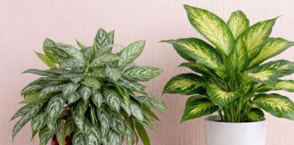 Чем отличаются диффенбахия и аглаонема? Все тонкости Чем отличаются диффенбахия от аглаонемы? Это нужно знать!