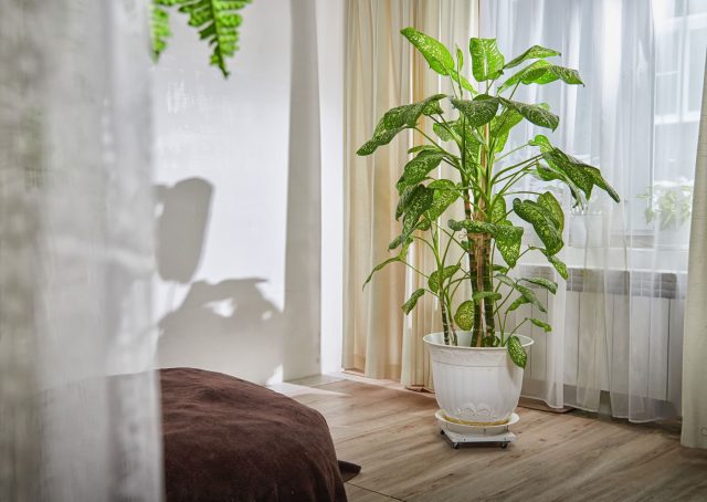 Диффенбахия обожает яркий, но не прямой свет, хотя неплохо растет и при недостатке освещения. Интенсивные солнечные лучи вызывают ожоги листьев