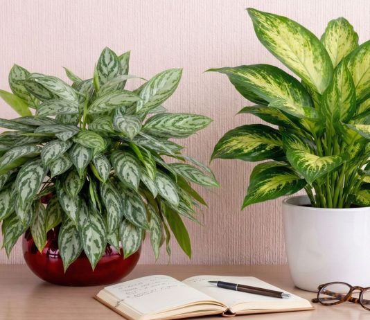 Чем отличаются диффенбахия от аглаонемы? Это нужно знать!