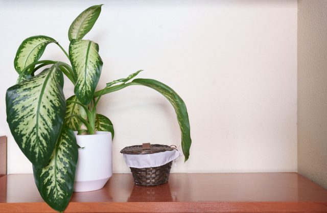 Диффенбахии и аглаонемы ядовиты, особенно для домашних животных и детей. Диффенбахия сильнее токсична, аглаонема – слабее. Оба растения лучше хранить в недоступном месте.