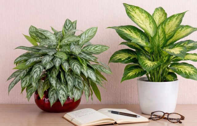 Чем отличаются диффенбахия и аглаонема? Разбираемся в тонкостях