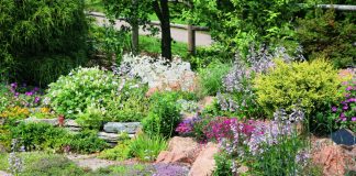 Чем украсить участок с бедной почвой? Лучшие цветы и кустарники - Лучшее Чем украсить бедную почву? Лучшие цветы и кустарники