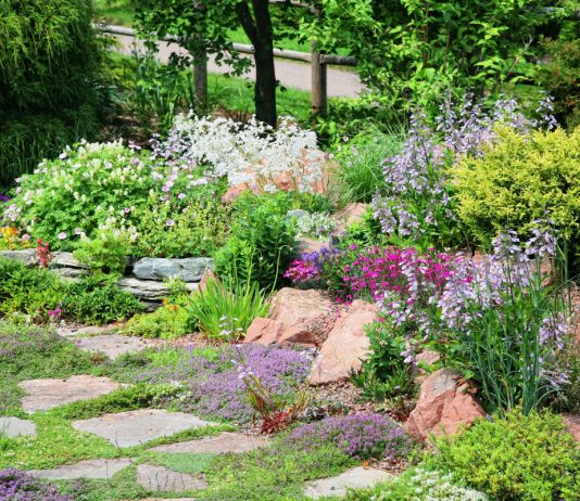 Чем украсить бедную почву? Лучшие цветы и кустарники