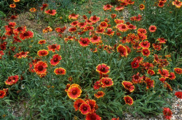 Гайллардия крупноцветковая (Gaillardia × grandiflora) Гайллардия крупноцветковая (Gaillardia × grandiflora)