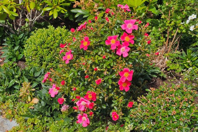 Шиповник морщинистый (Rosa rugosa) Шиповник морщинистый (Rosa rugosa)