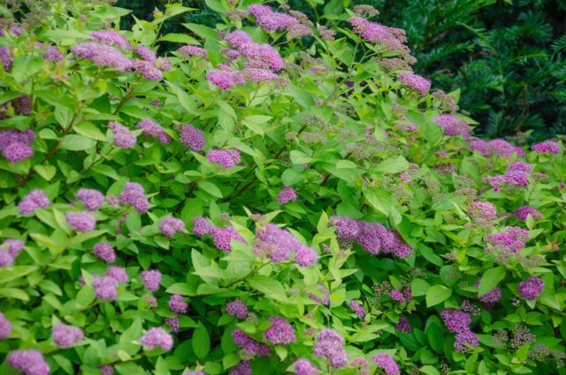 Спирея (Spiraea) Спирея (Spiraea)