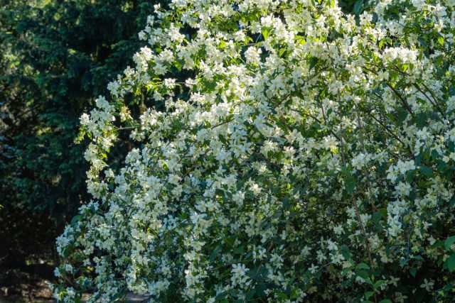 Чубушник (Philadelphus) Чубушник (Philadelphus)