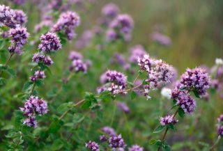 Душица обыкновенная покорила меня ароматом и универсальностью Душица обыкновенная покорила меня ароматом и универсальностью