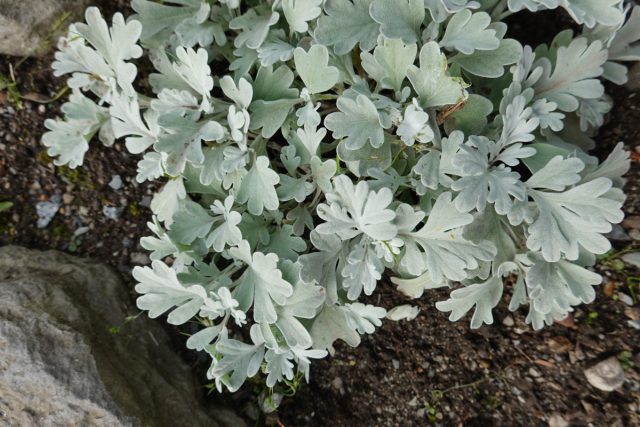 Полынь Стеллера (Artemisia stelleriana) Полынь Стеллера (Artemisia stelleriana)