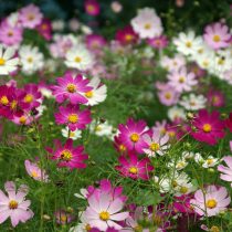 Космея (Cosmos bipinnatus) Космея (Cosmos bipinnatus)