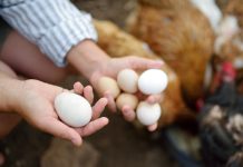 Что влияет на размер куриных яиц? Как получать крупные яйца от своих кур