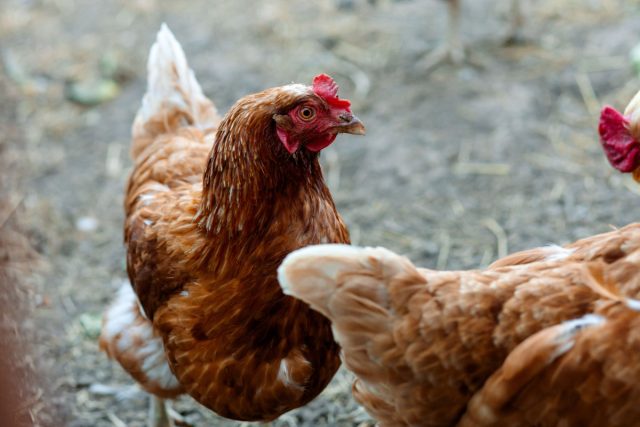 Размер яиц напрямую зависит от породы: мясо-яичные куры крупнее, поэтому яйца обычно больше, но современные яичные кроссы весом 2 кг тоже способны нести крупные яйца более 100 г.