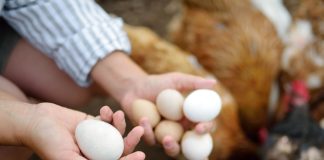 Что влияет на размер куриных яиц? Как получать крупные яйца от своих кур