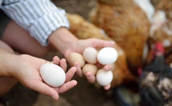 Что влияет на размер куриных яиц? Как получать крупные яйца от своих кур