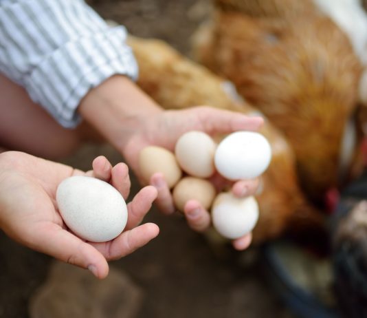 Что влияет на размер куриных яиц? Как получать крупные яйца от своих кур