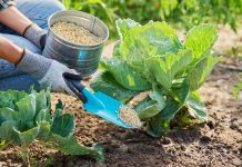 Что вы не знали о минеральных удобрениях — мифы и реальная польза