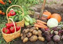 Что выращивать в сложные времена? 10 овощей, которые реально кормят